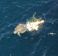 Turtle In Troublecision Turtle In Troublecision