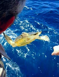 saved Turtle saved Turtle